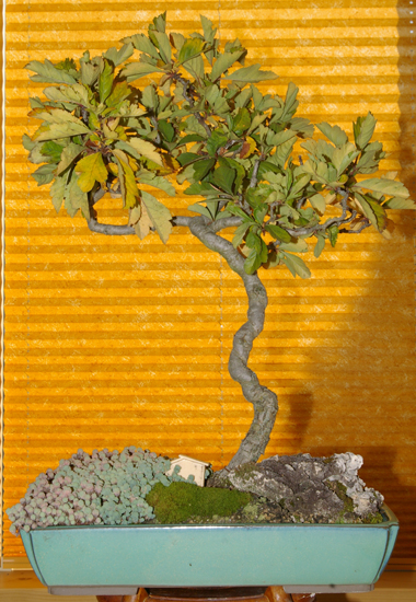 Franz Rauscher6